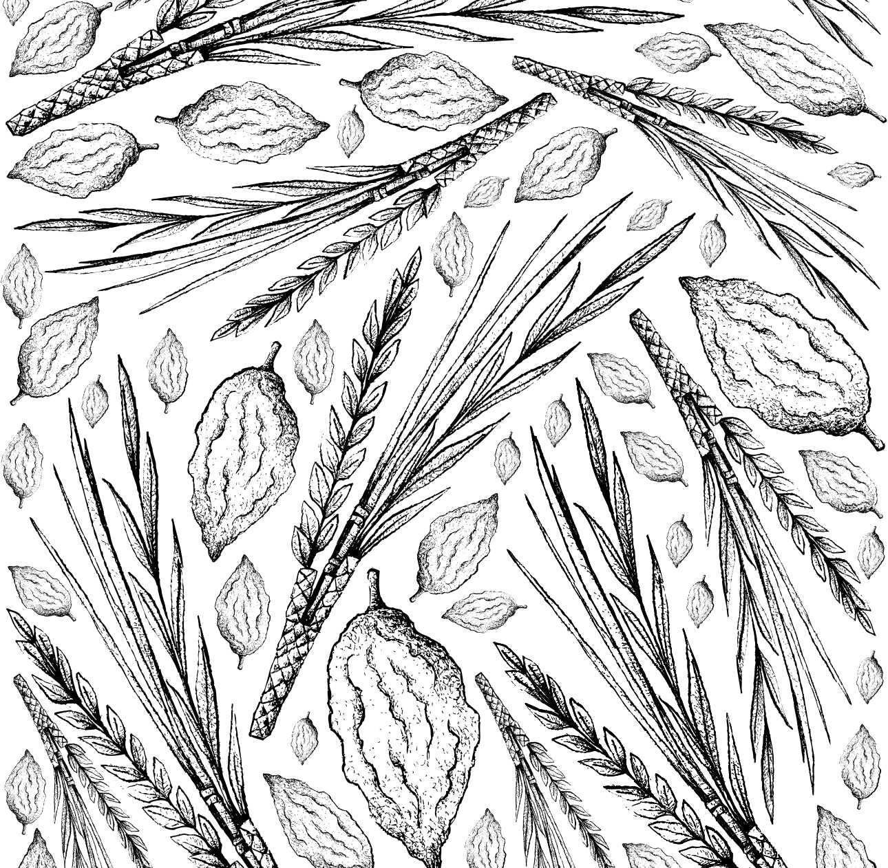 Hand Drawn Lulav & Esrog Cocktail Napkin