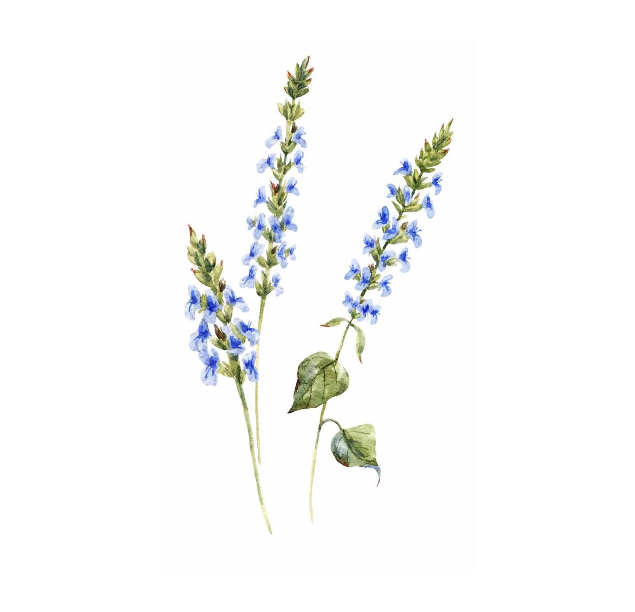 Delphinium Cocktail Napkin