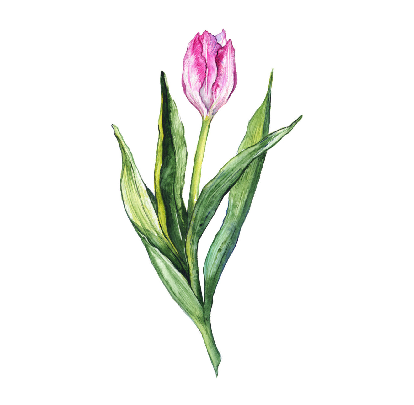 Field of Tulips Cocktail Napkin