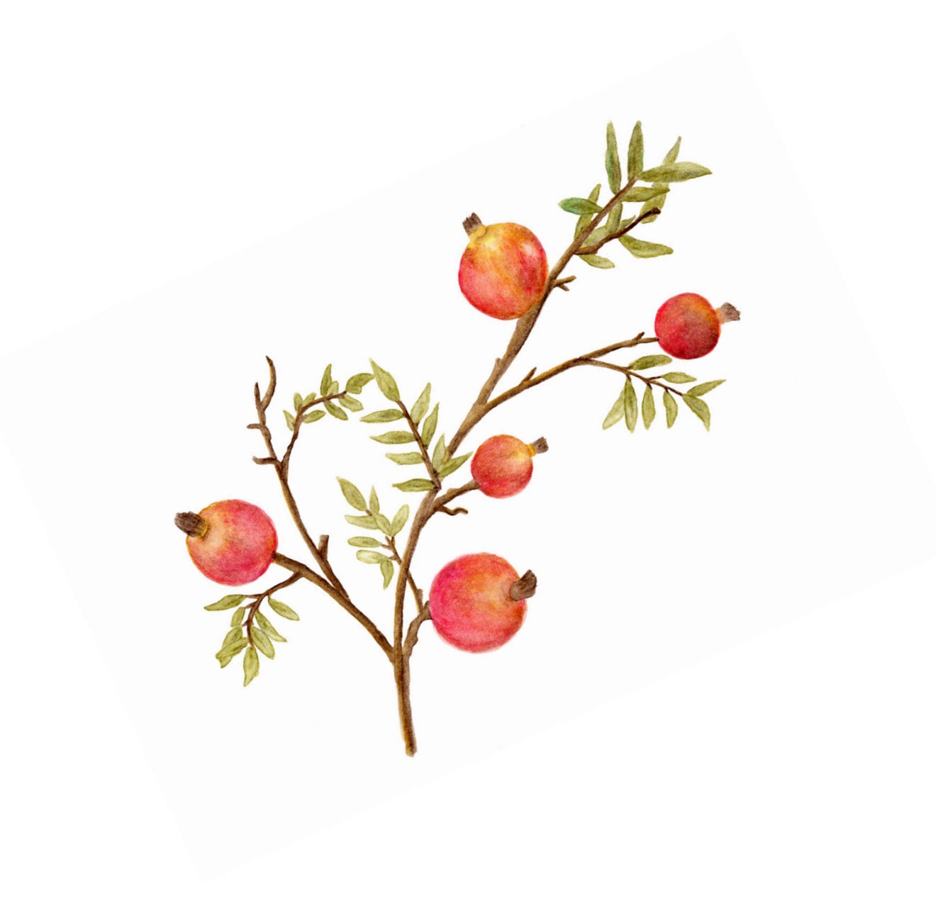 Rimon Branch Cocktail Napkin