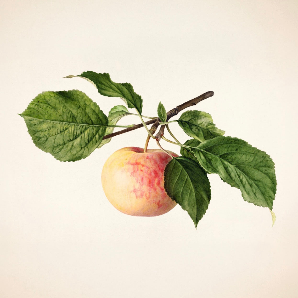 Royal Apple Cocktail Napkin