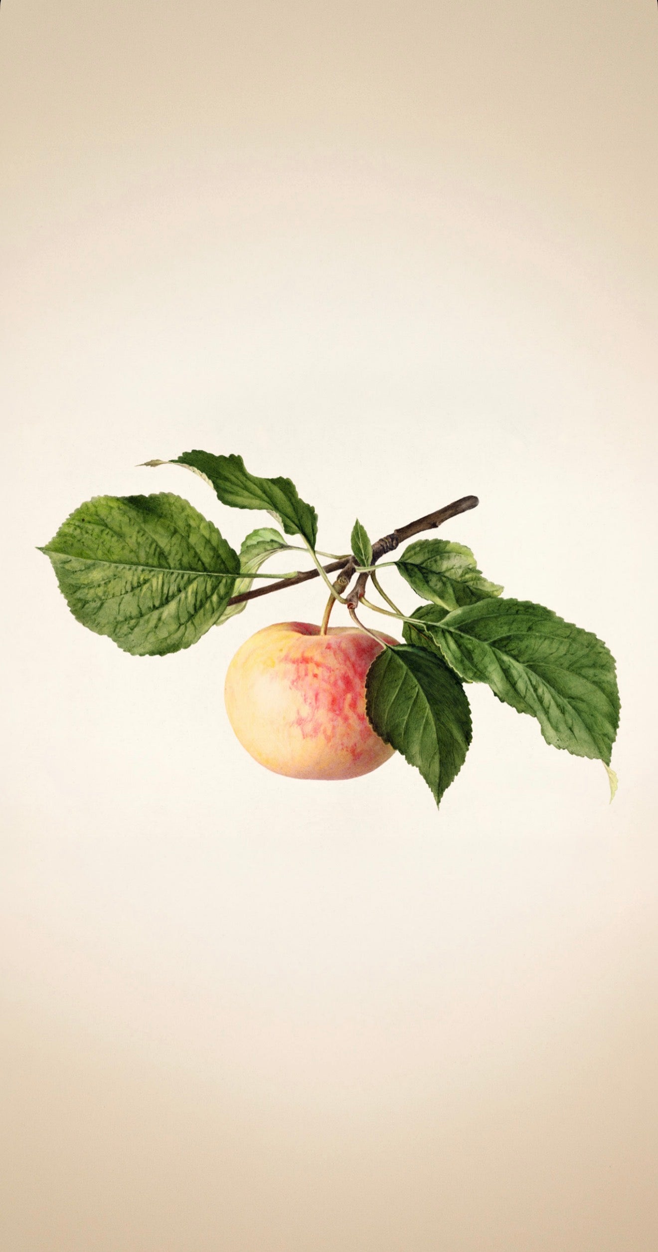 Royal Apple - Printed Guest Towel