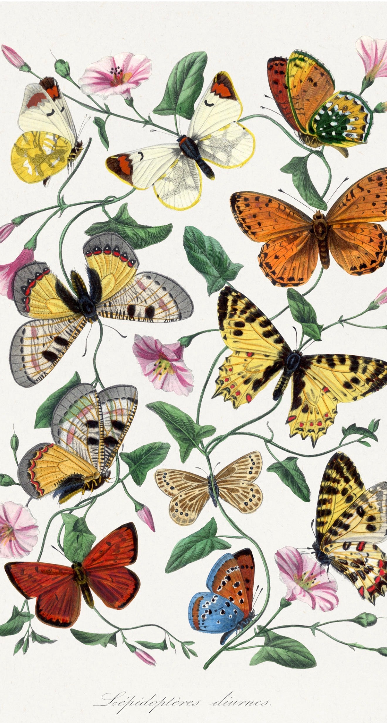 Butterfly Moth Painting - Printed Guest Towel