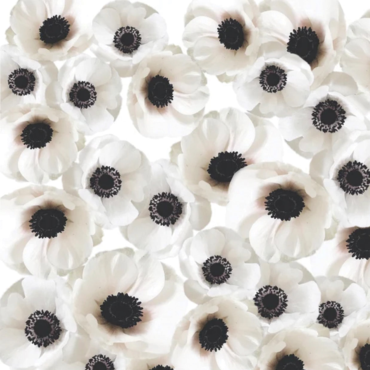 Wind Flower Cocktail Napkin