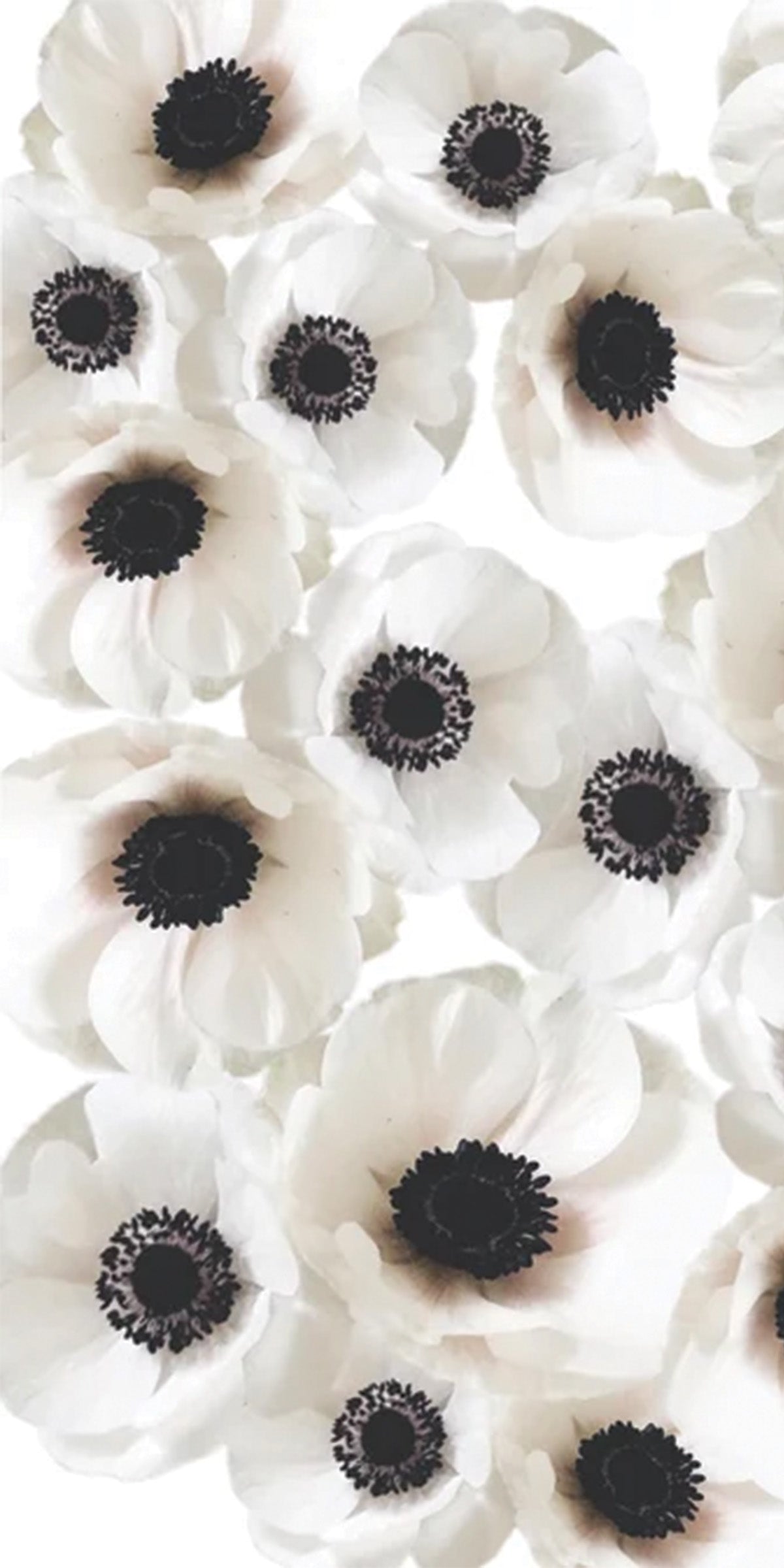 Wind Flower - Printed Guest Towel