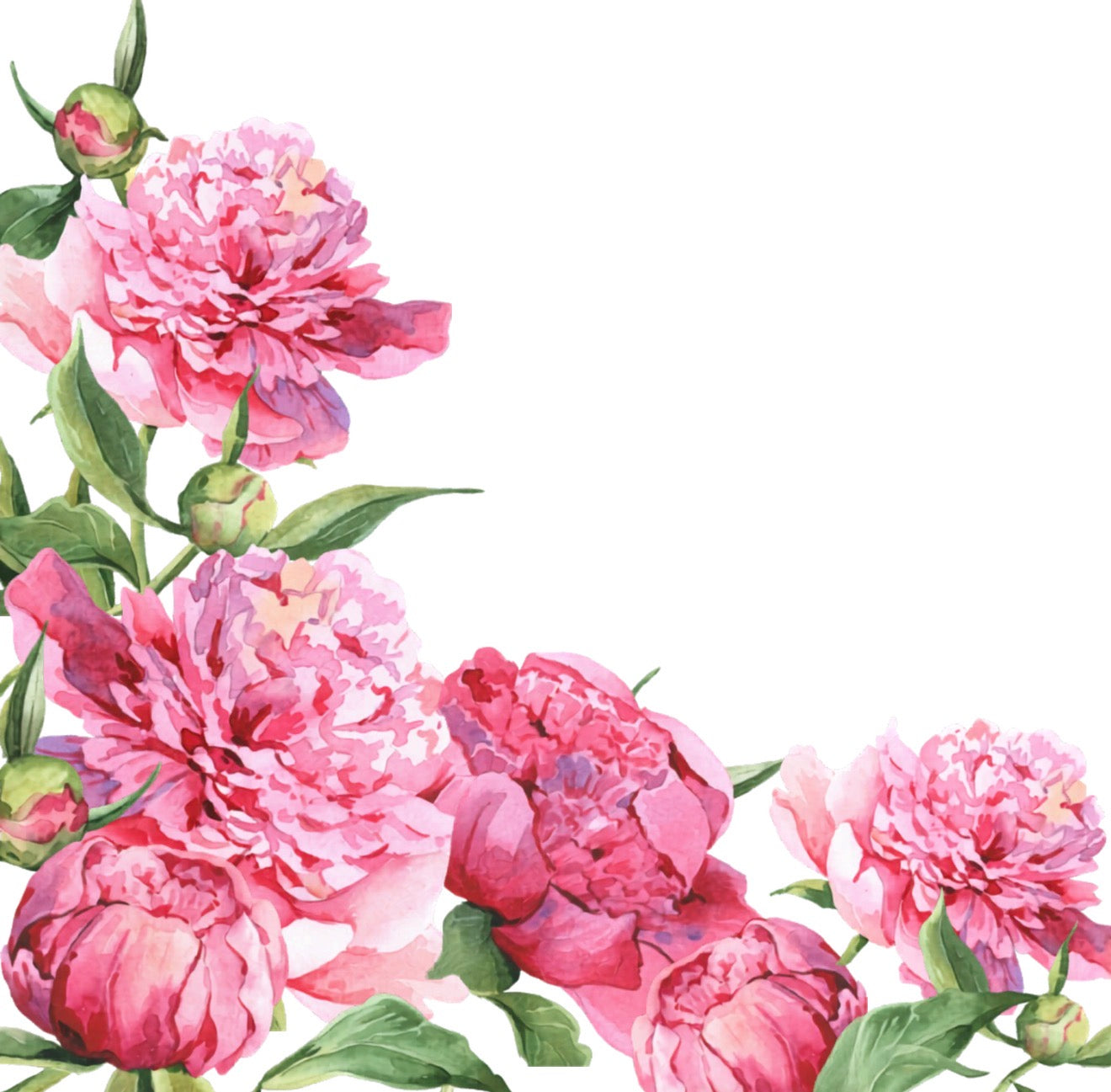 Peony Perfect Cocktail Napkin