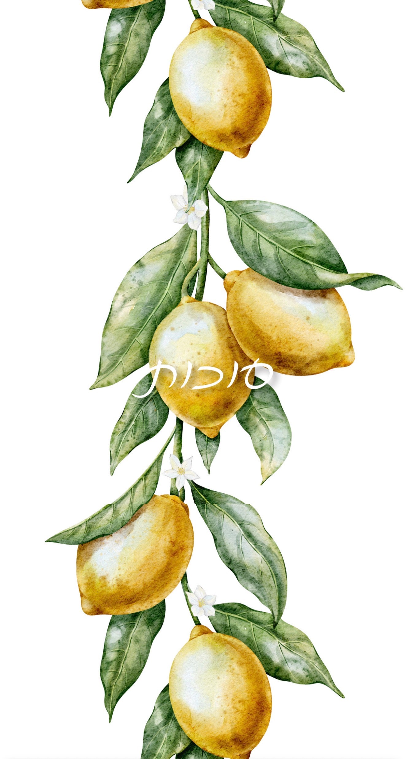 Citrus Branch Hebrew - Printed Guest Towel