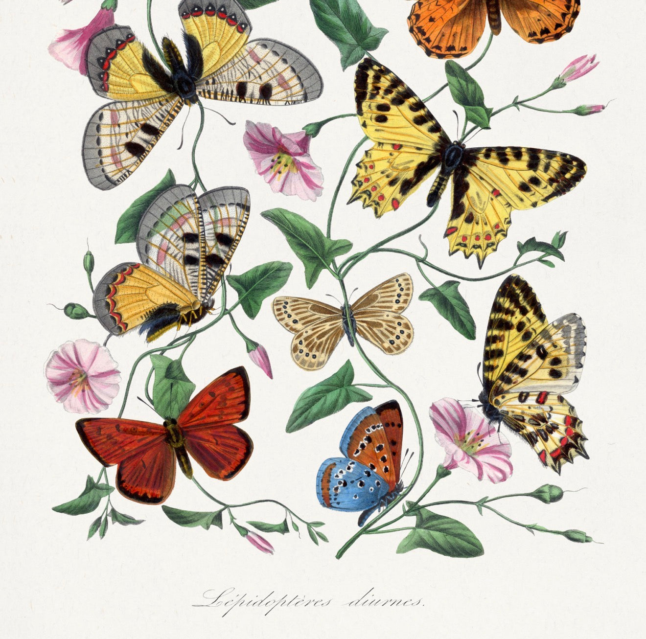 Butterfly Moth Painting Cocktail Napkin