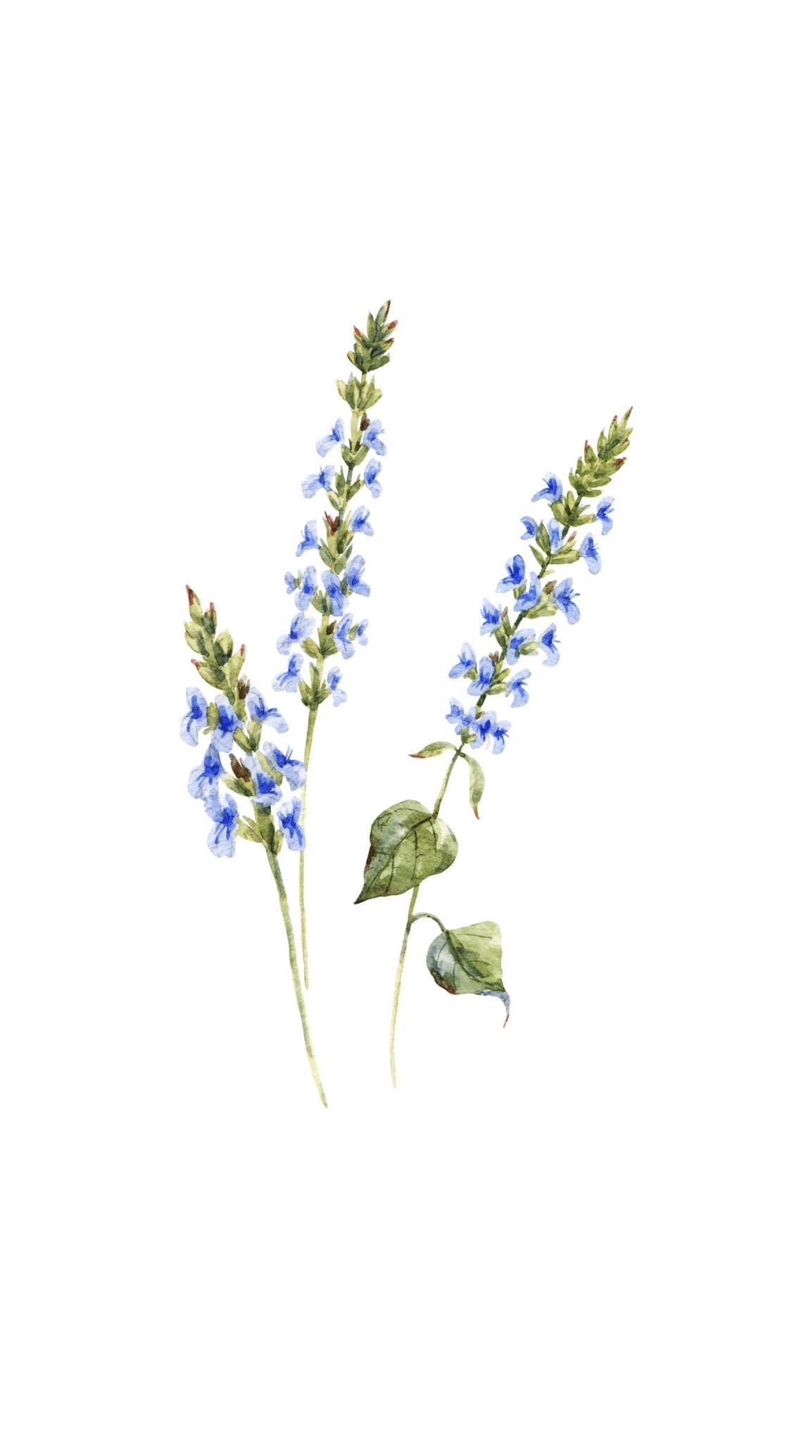 Delphinium